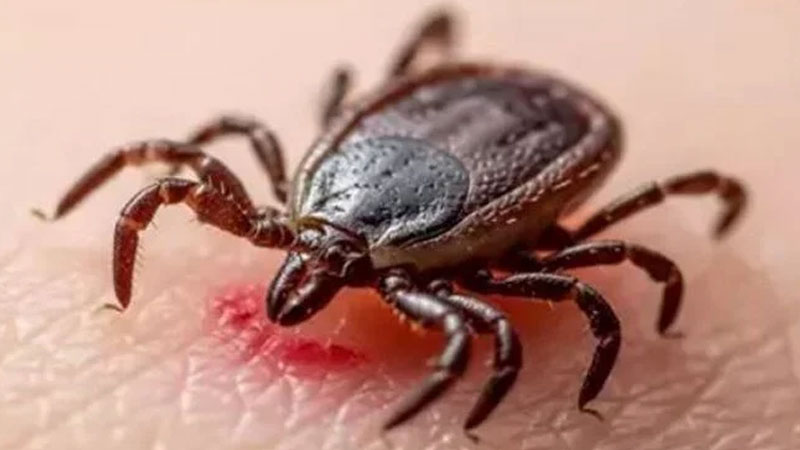 Aman dikkat; Kene vakaları artıyor