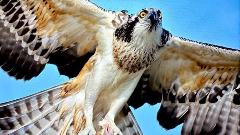 Balık kartalı Bursa’da görüntülendi