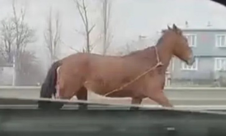 Başıboş atlar Bursa trafiğinin kabusu oldu!