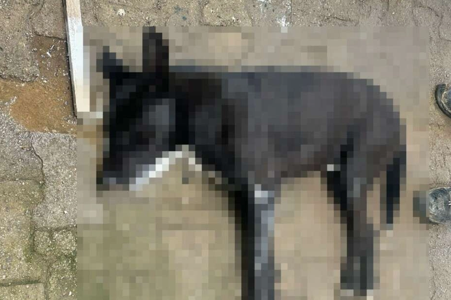 Bodrum’da hayvan katliamı