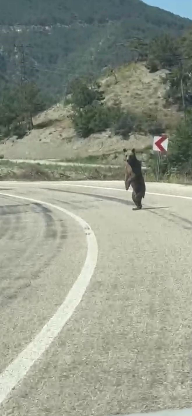 Bolu’da kara yoluna çıkan ayı cep telefonuna yansıdı