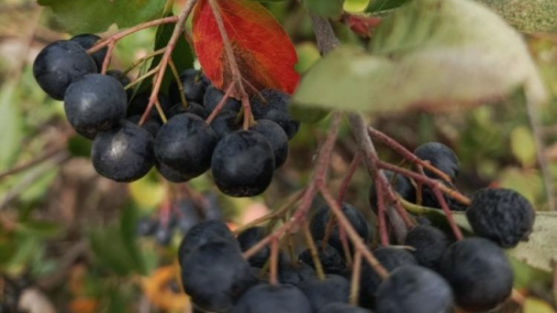 Bursa Büyükşehir Belediyesi'nden aronya atılımı