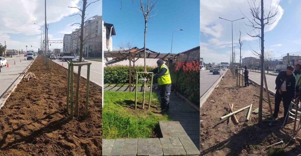 Bursa’da 700. Yıla özel 700 çınar fidanı toprakla buluştu