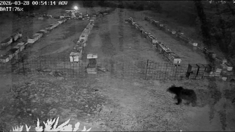 Bursa’da arı kovanlarına saldırı!