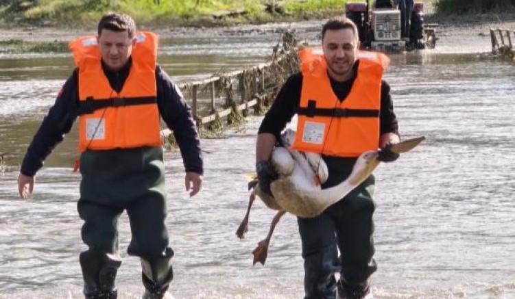 Bursa’da barajda mahsur kalan pelikan için seferber oldular!