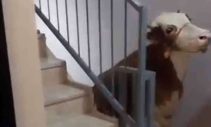 Bursa'da bir ilginç büyükbaş kurbanlık olayı daha!