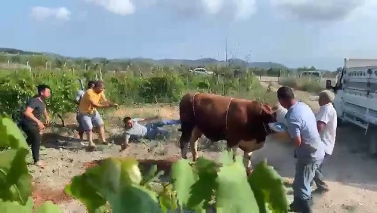 Bursa'da boğa neler yaptı neler...