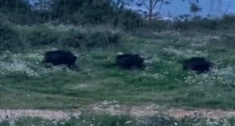 Bursa’da domuzlar merkeze kadar indi!