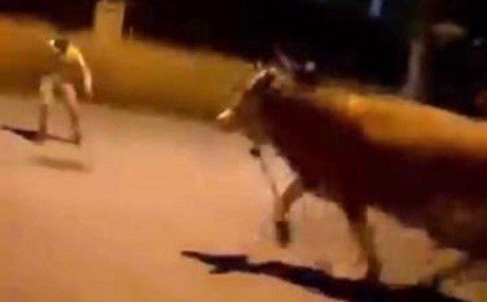 Bursa'da kaçan dana korkuttu!