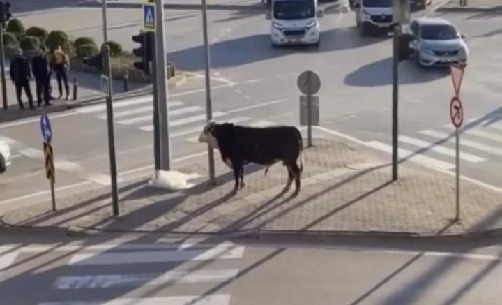 Bursa'da kaçan boğa ortalığı karıştırdı; Herkes tedirgin oldu...