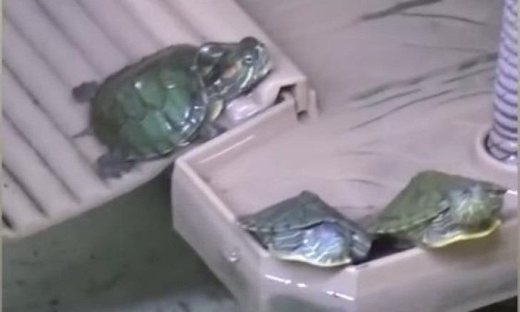 Bursa'da satışı yasak olan kaplumbağalar için operasyon!