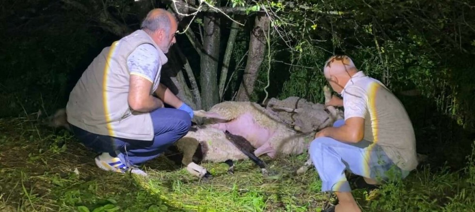 Bursa'da yıldırım küçükbaş hayvan sürüsünü vurdu