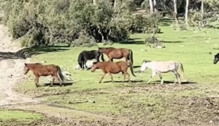 Bursa’da yılkı atlarının özgürlük gezisi