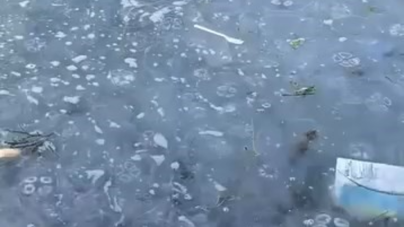 Bursa Gemlik'te tedirgin eden görüntü