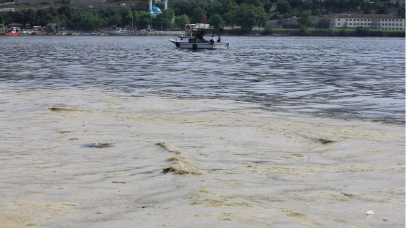 Bursa Gemlik'te yürekleri sızlatan görüntü