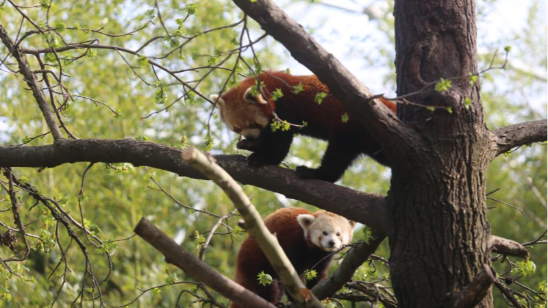 Bursa Hayvanat Bahçesi'nde eğlenceli anlar!