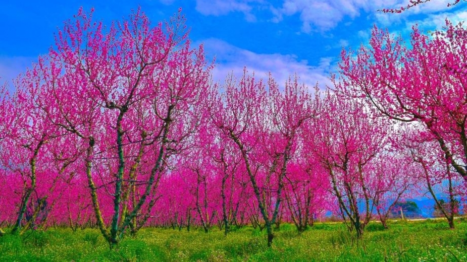 Bursa İznik'ten görsel bir şölen!