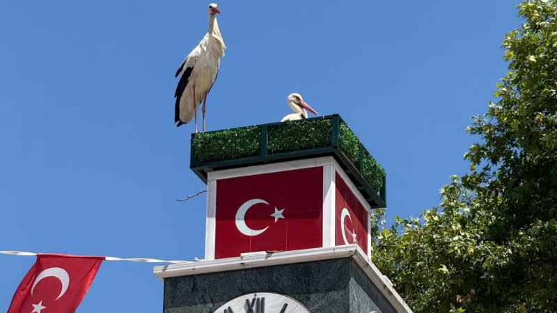 Bursa İznik'te yürek ısıtan bir doğa olayı!