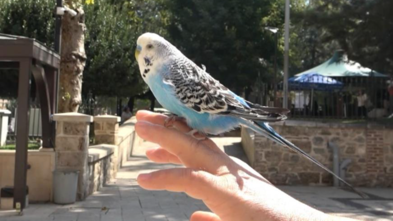 Bursa Kapalı Çarşı'da bakan bir daha bakıyor!