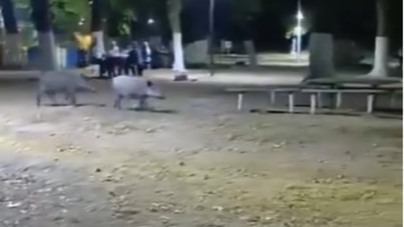 Bursa Karacabey'de domuzlar parka kadar indi