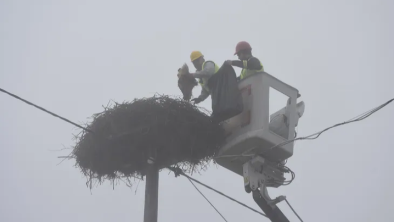 Bursa Karacabey'deki leylek yuvaları büyük bir titizlikle temizleniyor