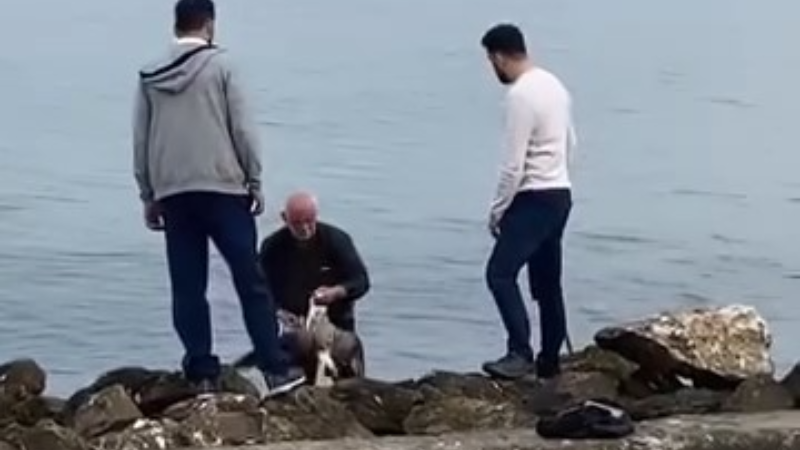 Bursa Mudanya'da oltaya takılan martı böyle kurtarıldı