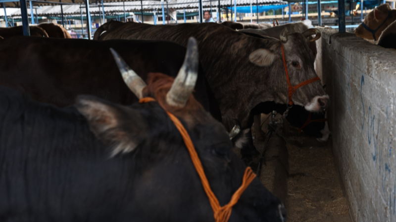 Bursa Nilüfer'de Kurban Bayramı için hazırlıklar tamam!