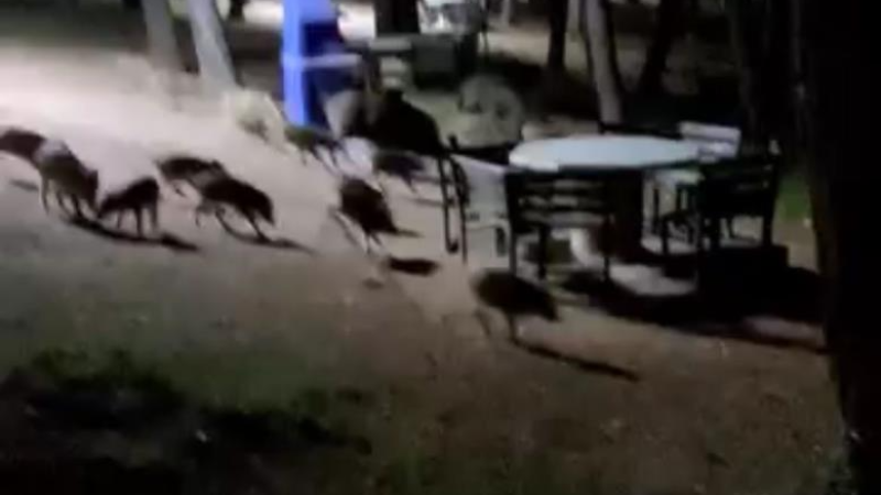 Bursa Nilüfer'de panik dolu anlar; Sürüyü gördüler...