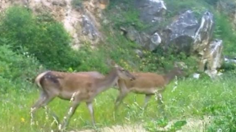 Bursa ormanlarında nadir görüntüler