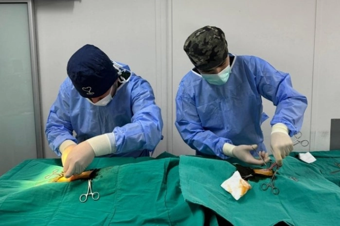 Bursa Osmangazi'de ayda ortalama 200 kedi kısırlaştırılıyor