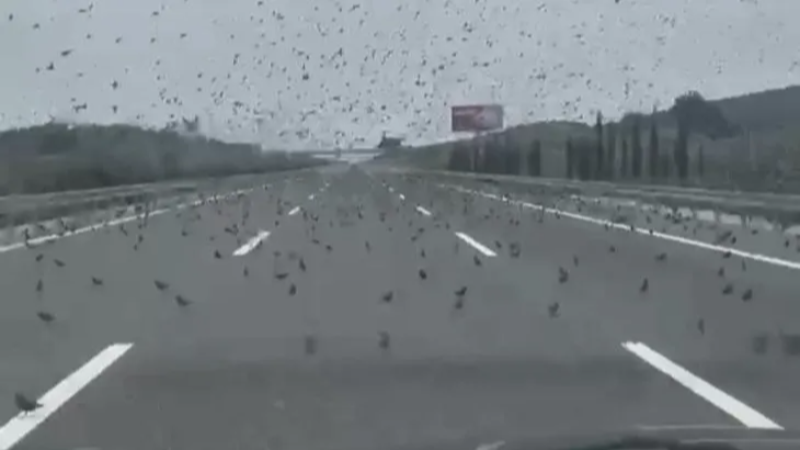 Bursa otobanında trafik durdu; İşte ilginç nedeni...