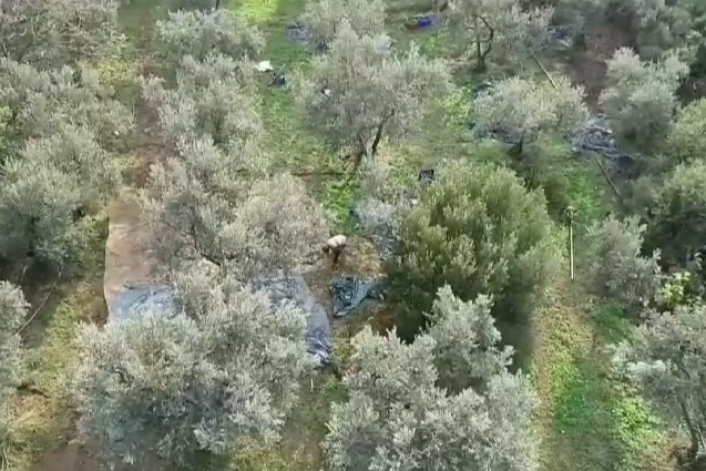 Bursa polisi zeytin hırsızlarının peşinde