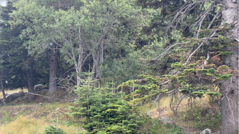 Bursa Uludağ'a 10 dakikalık yaz yağmuru yetti