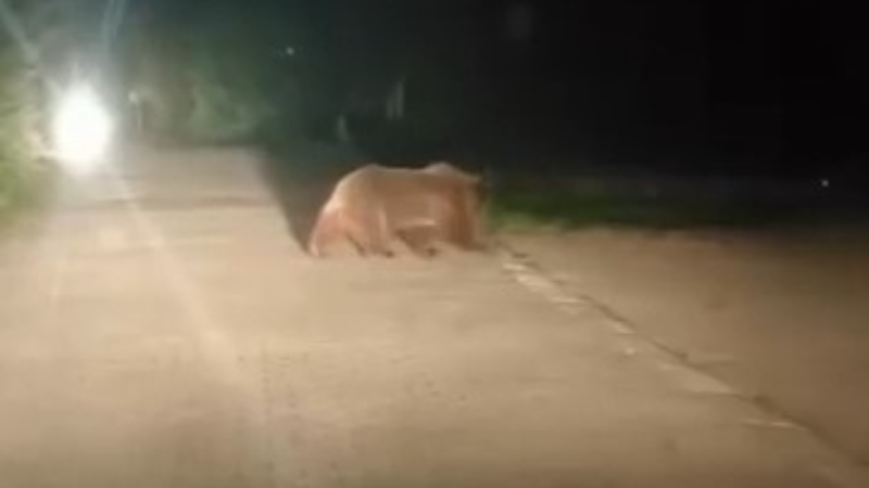 Bursa Uludağ'da ayı ailesi böyle görüntülendi!