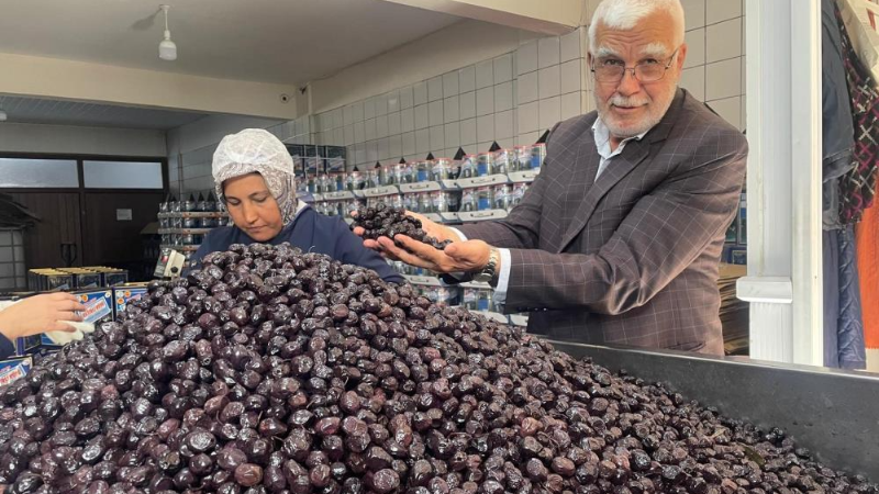 Bursa ve Balıkesir’de zeytin bereketi!