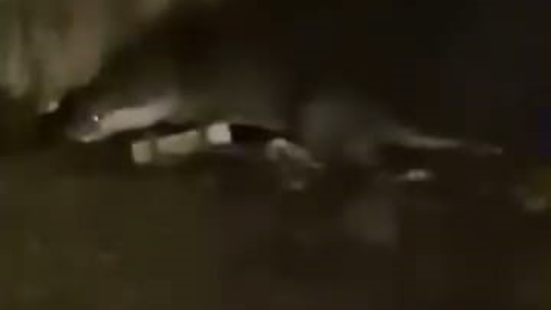 Bursa'da  su samuru görüntülendi