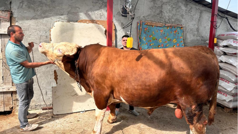 Bursa'da 1 ton 200 kiloluk kurbanlık alıcısını bekliyor