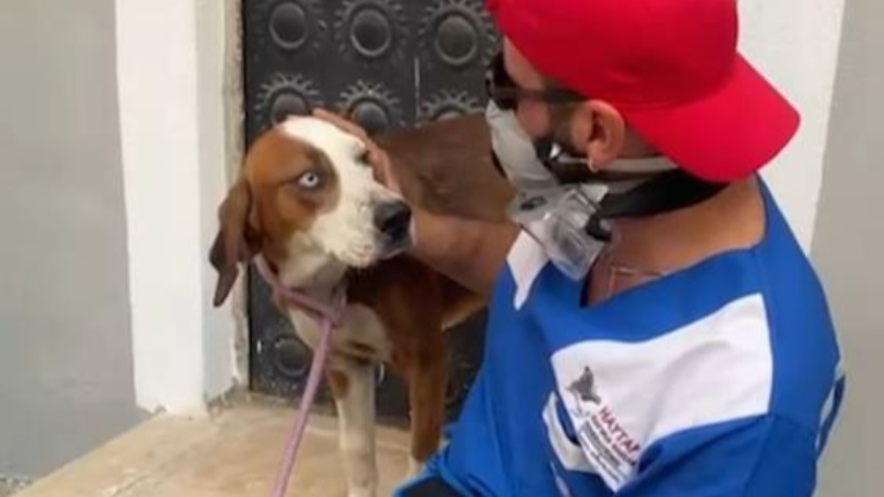 Bursa'da alevlerden kaçamayan köpeğe yardım eli