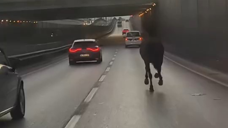Bursa'da ana yolda sürücülerin karşısına bakın ne çıktı!