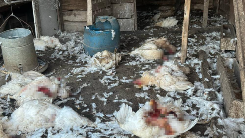 Bursa'da başıboş köpekler bu kez çiftliğe saldırdı