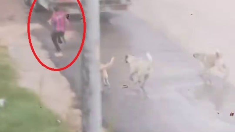 Bursa'da başıboş köpekler çocuğa böyle saldırdı
