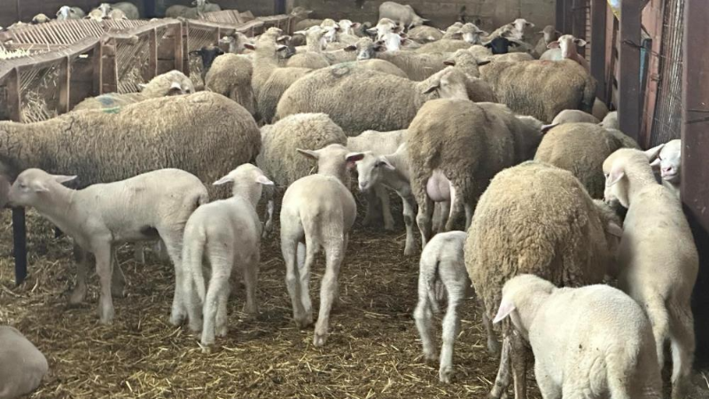 Bursa'da besicilerden 'şap' çağrısı!