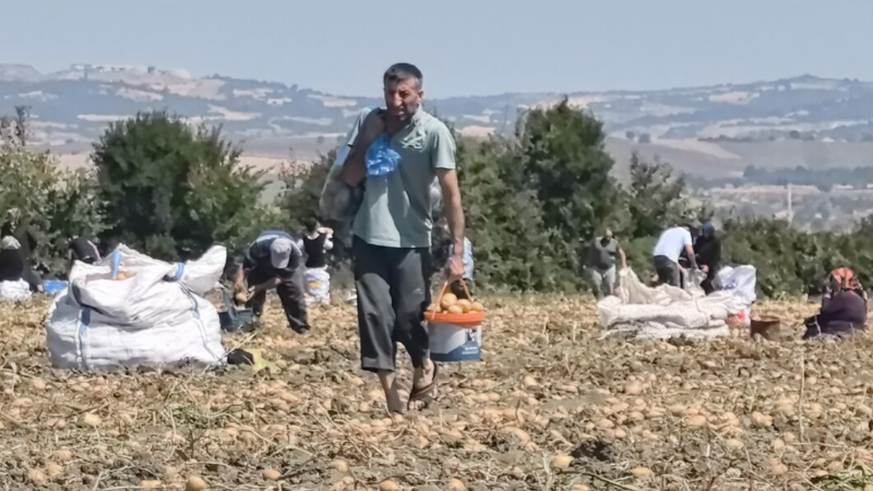 Bursa'da bir çiftçi patatesleri işte böyle ücretsiz dağıttı