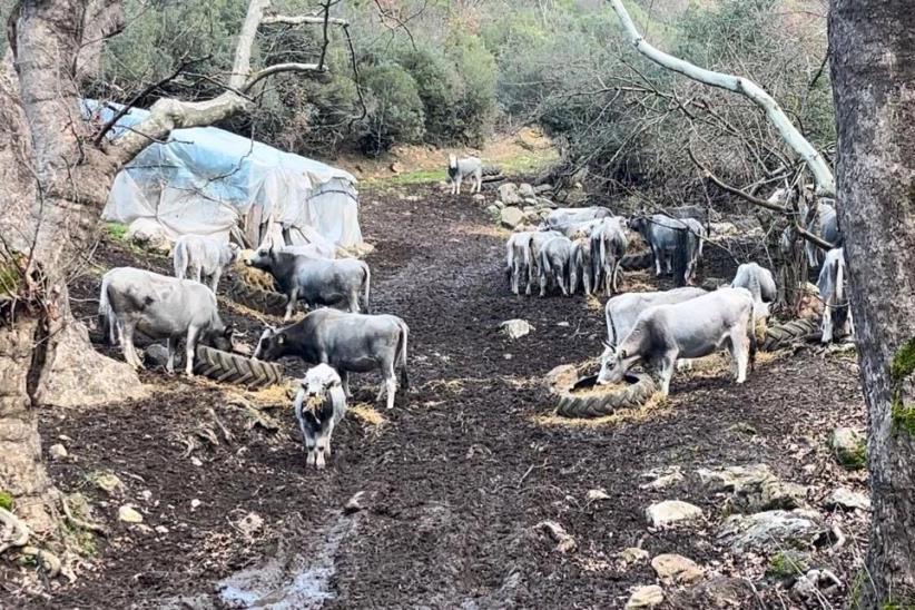 Bursa'da bir garip olay; Dağ bayır iz sürüyorlar