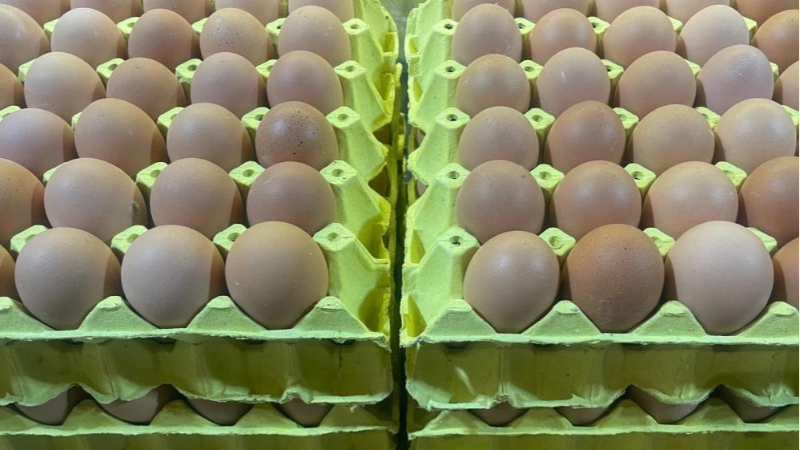 Bursa'da bu tavuk yumurtaları daha ekonomik!