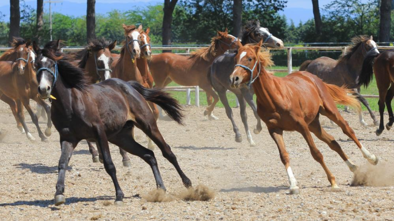 Bursa'da buna paha biçilemiyor; Litresi 2,5 milyon...