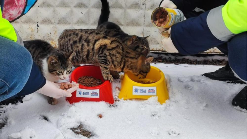 Bursa'da can dostların yardımına Büyükşehir yetişti