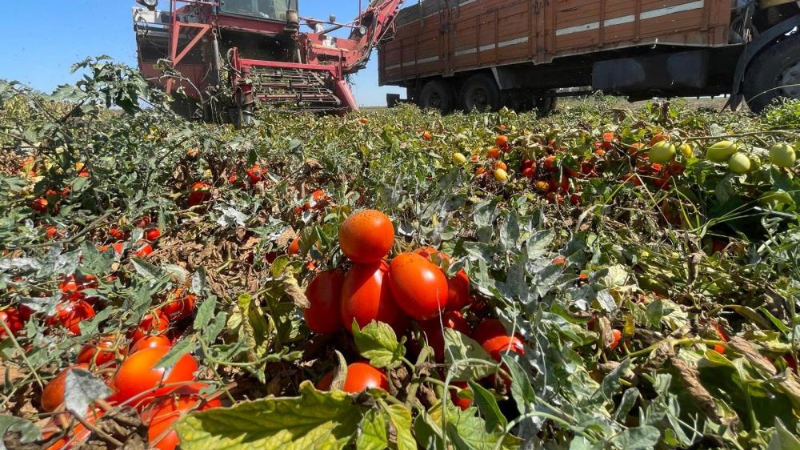 Bursa'da çiftçi yağmurdan kaçarken doluya tutuldu!