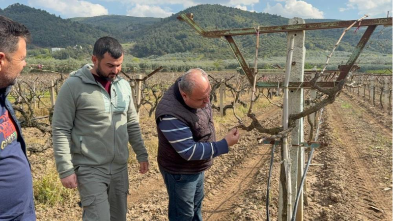 Bursa'da çiftçiler dertli mi dertli; Zirai donun faturası ağır olacak