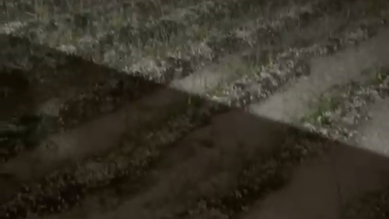 Bursa'da dolu yağışı fidelere zarar verdi